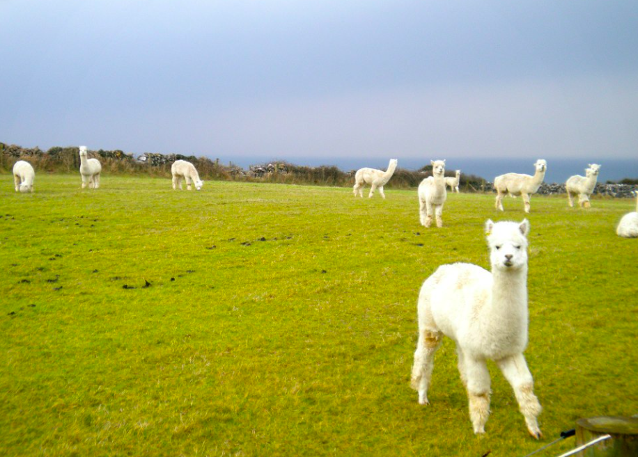  On a cloudy morning in Galway, Ireland, llamas graze in a farmer's pasture.